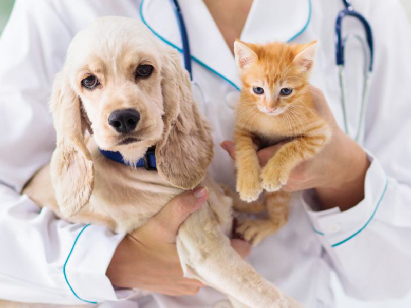 a dog and cat in a doctor's hands