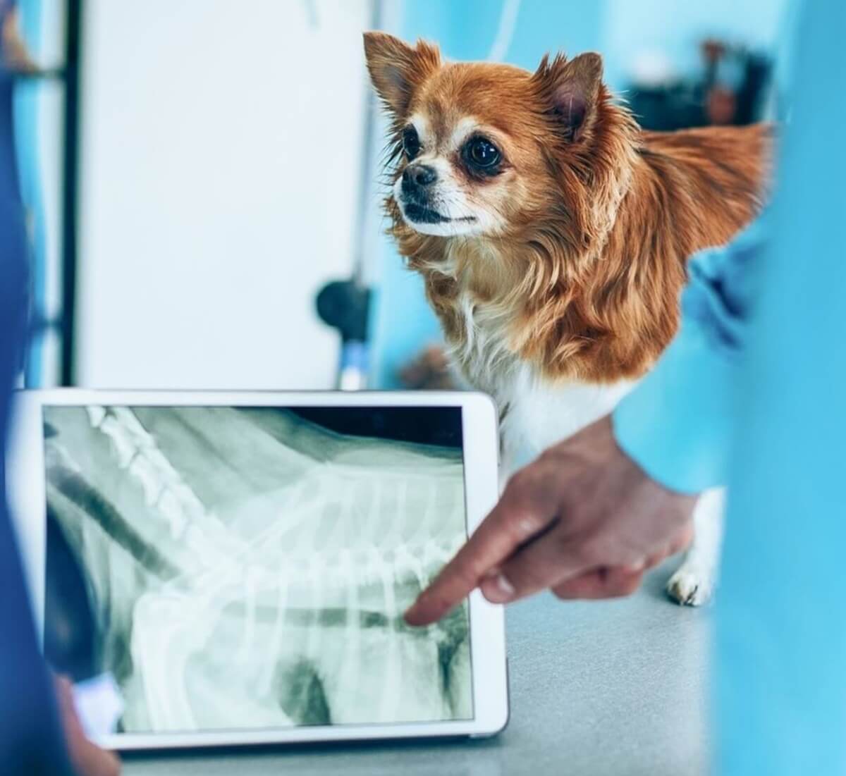 a dog looking at a x-ray