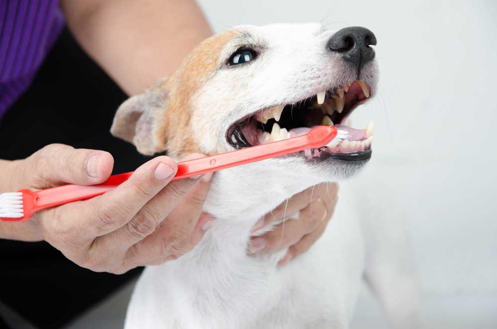 a person cleaning dog teeth