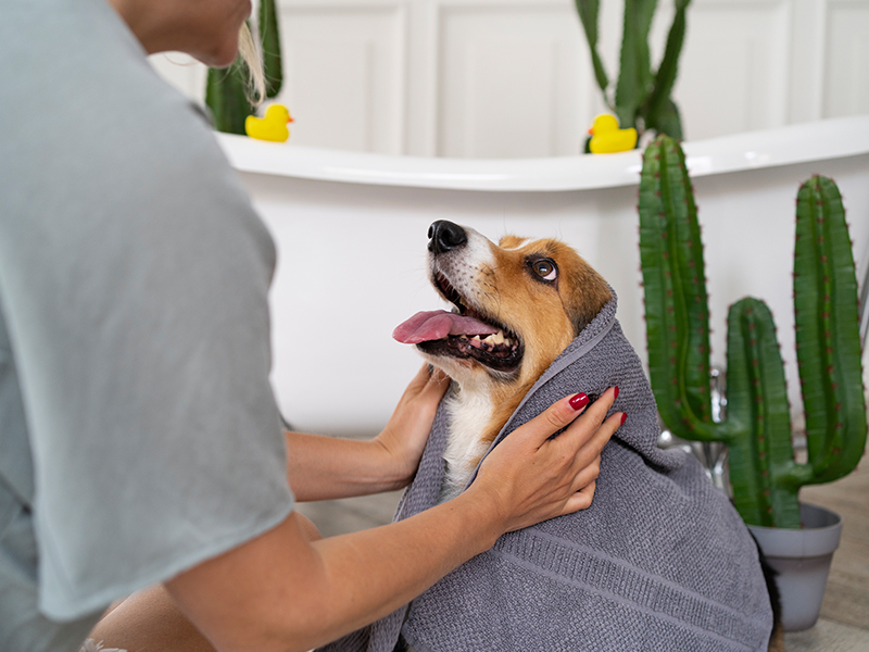 a person holding a dog wrapped in a towel