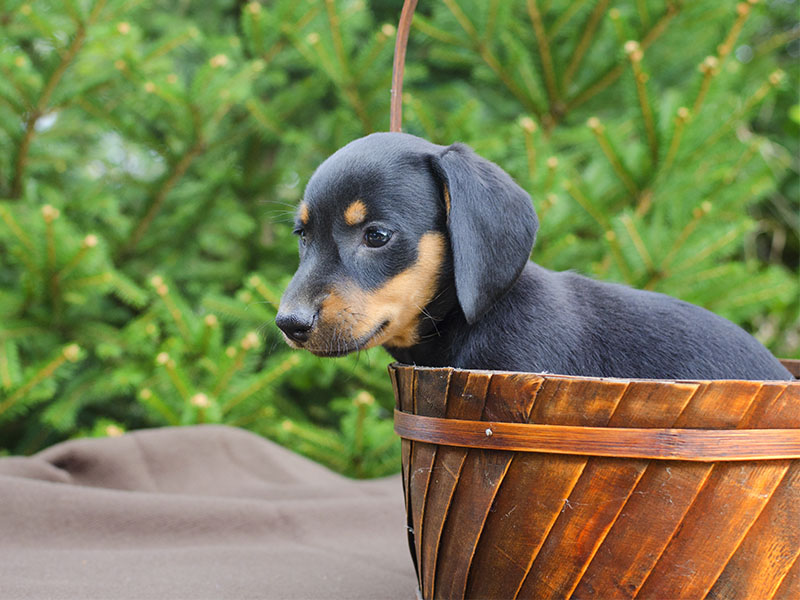 black-dachshund-puppy