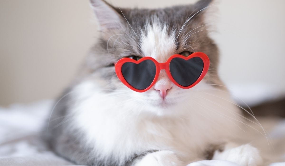 a cat wearing heart shaped sunglasses