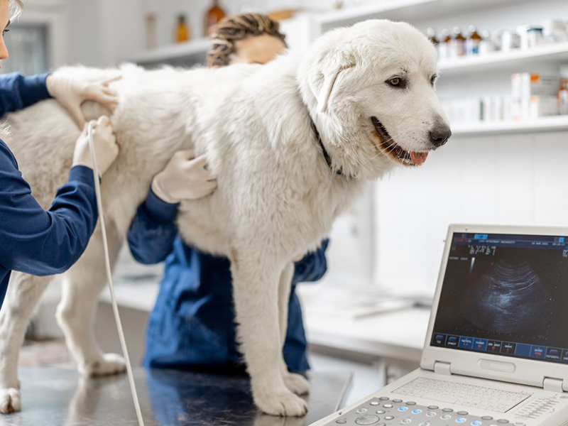 ultrasound procedure on a dog