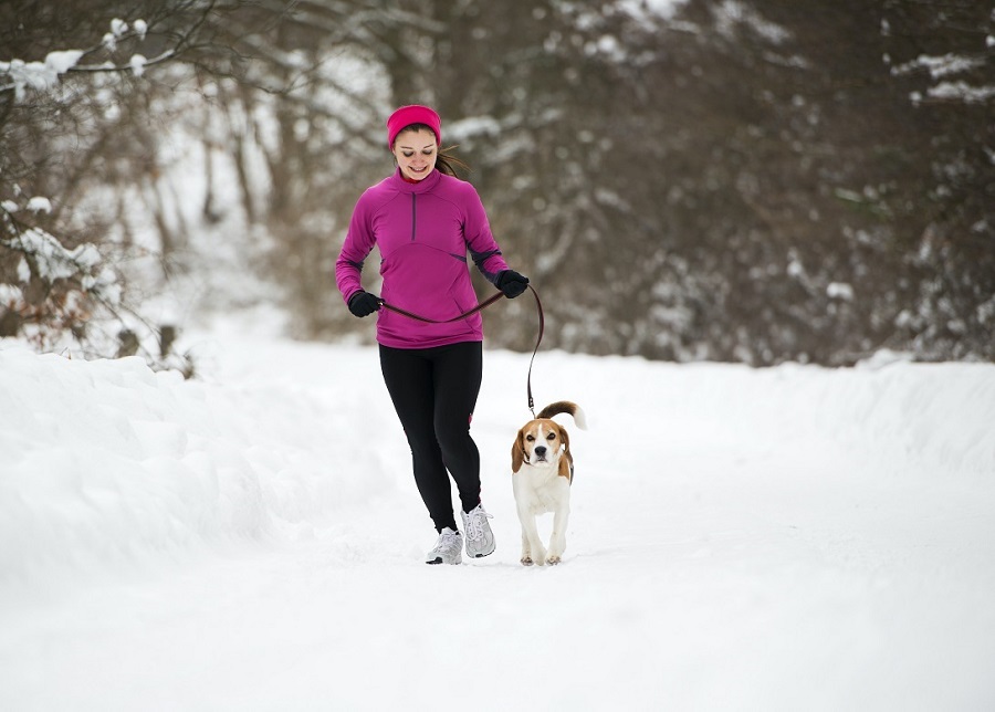 Beagle and its owner going for a run in the snow