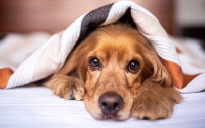 Recognizing Signs of Osteoarthritis in Your Beloved Pet